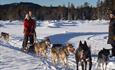Hundekjøring Sjusjøen