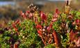 heather in autumn colors