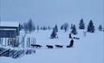 Dog sledding