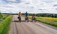 Drei Radfahrer fahren auf einem Schotterweg durch eine Wiese voller gelber und lila Wildblumen.