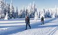 Person cross-country skiing among snow-covered trees