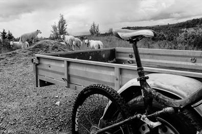 Bike leaned against railings with sheep in the background.