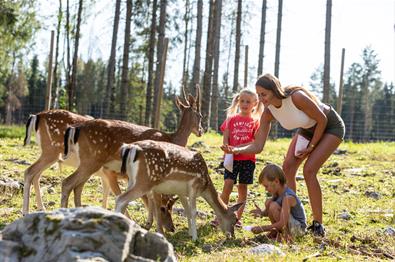 Family feeding dear