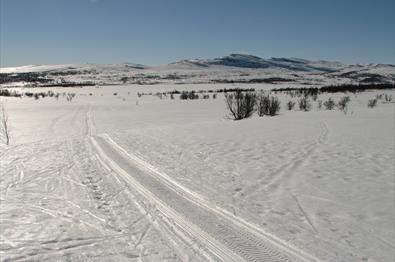 ski tracks in Langsua