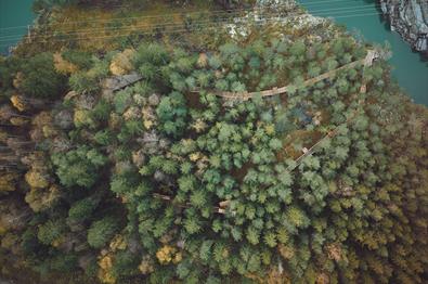 Den bortgjemte skogen som kunstverket Okulus ligger