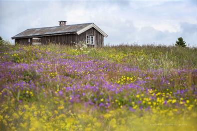 The summer farm of Lykkjesetra and its flower meadow. Venabu Fjellhotell