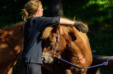 the horses are well cared for