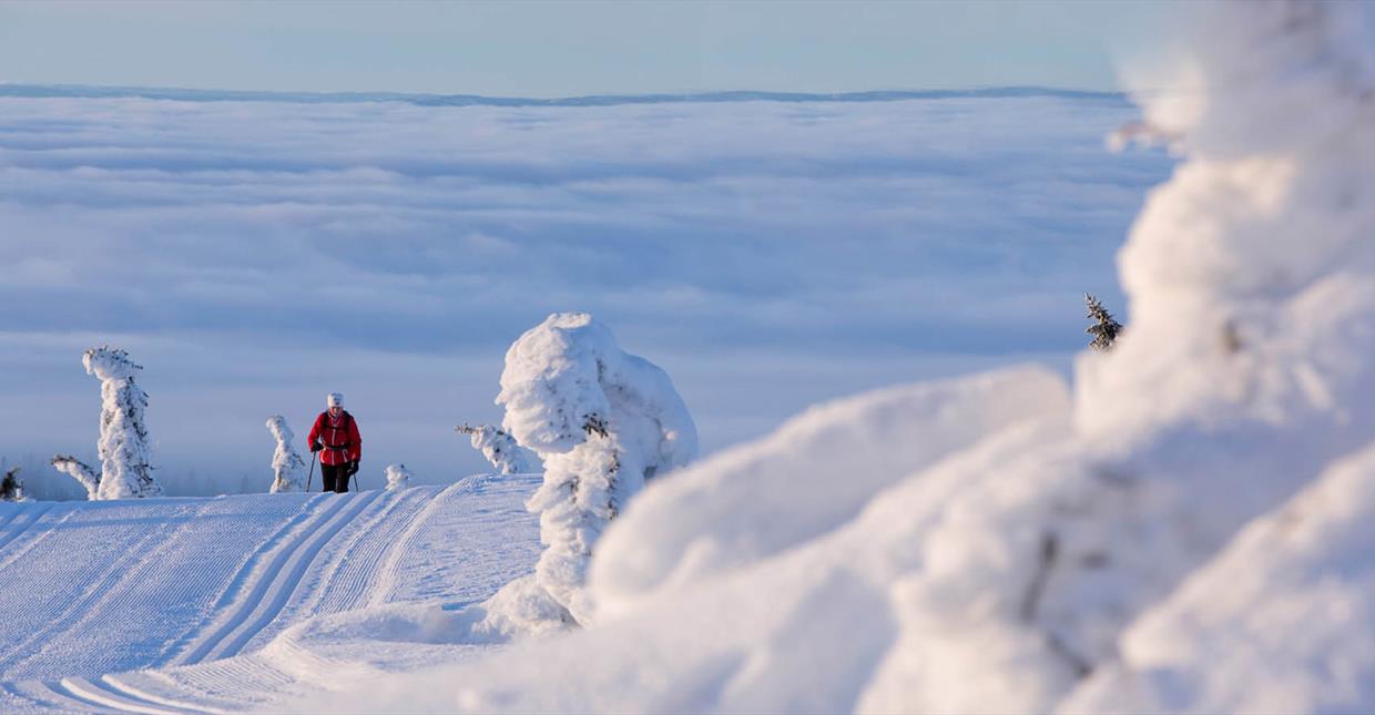 Crosscountry skiing at Sjusjøen