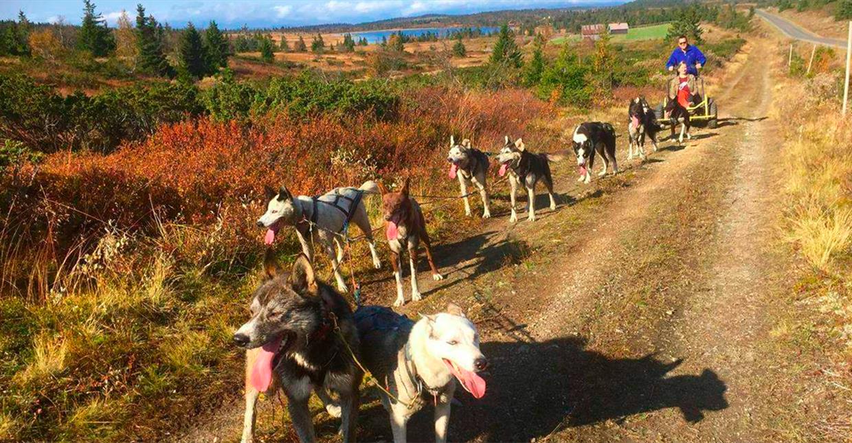 Dog sledging summer