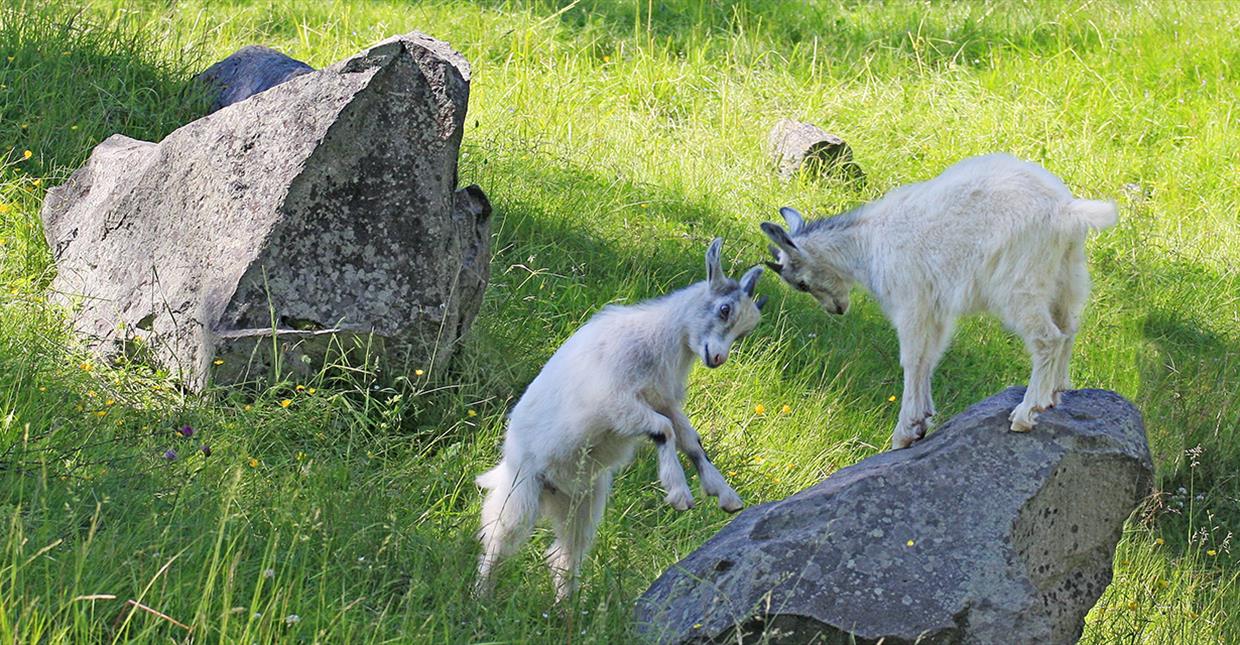 Geitekillinger på Maihaugen