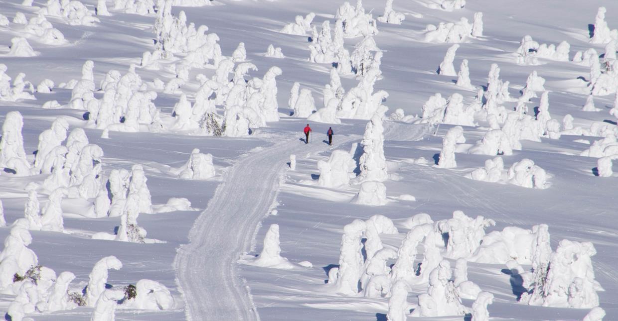 Cross-country Skiing at Sjusjøen