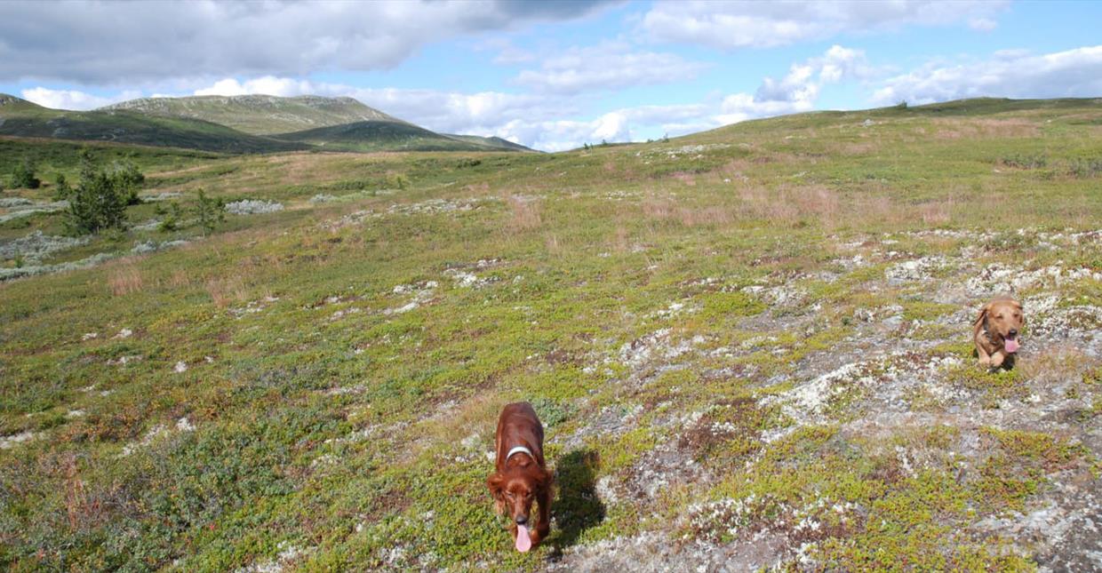 Hunder på løpetur i Synnfjell