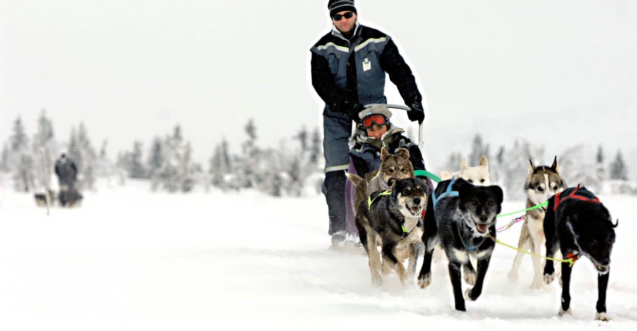 Dog sledding