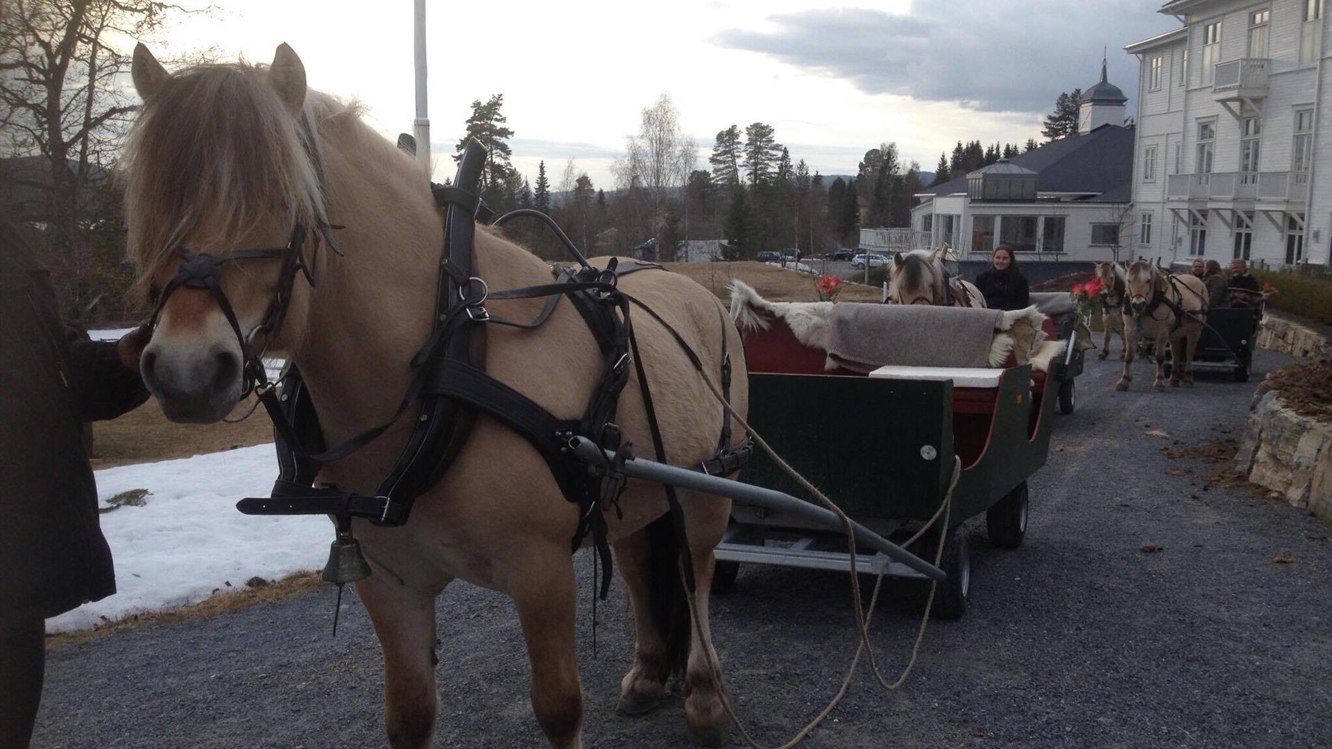 Horse sleigh ride