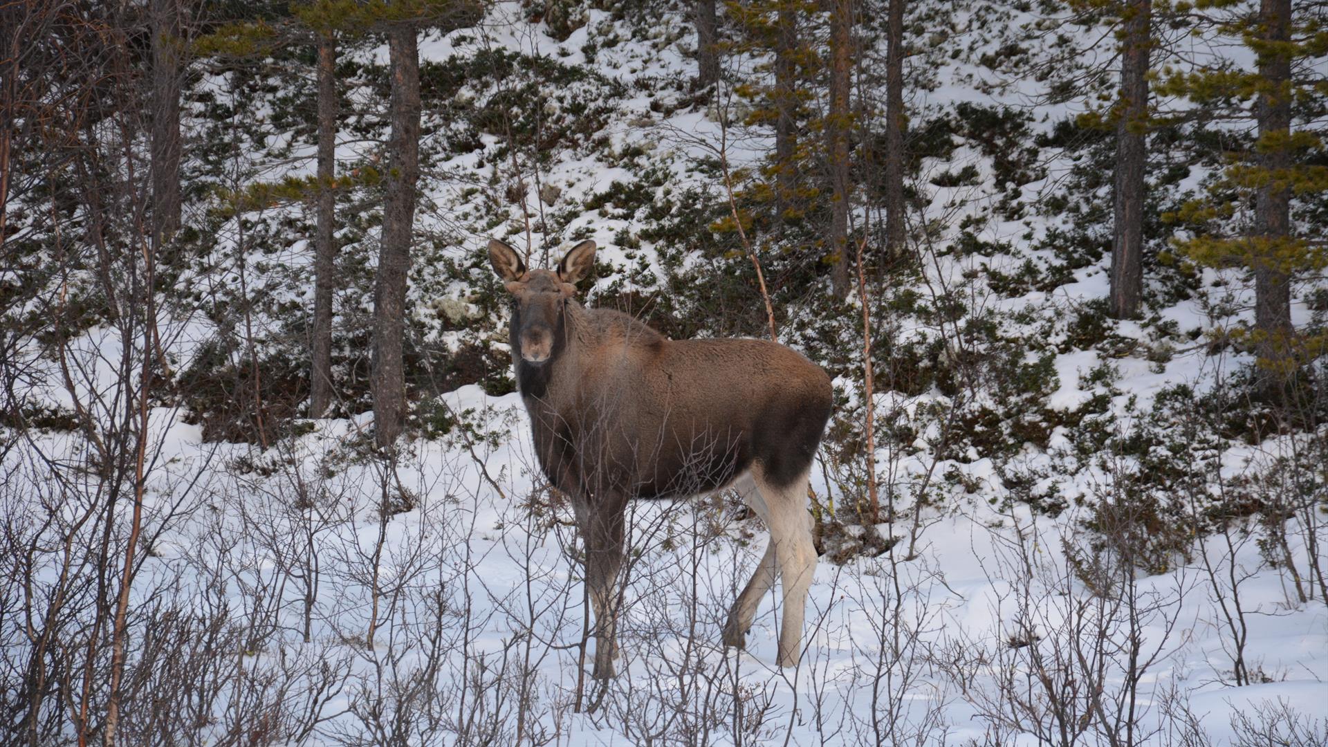 Moose in the winter