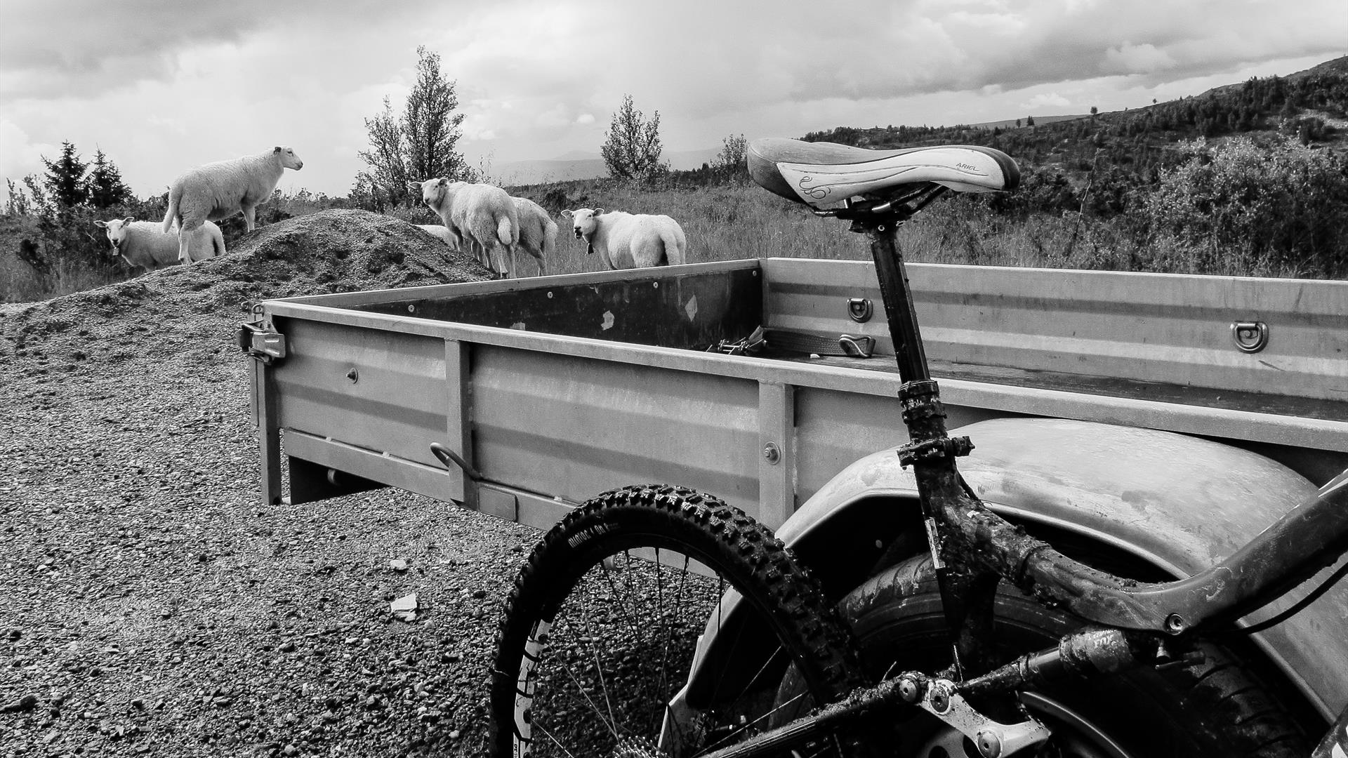 Bike leaned against railings with sheep in the background.