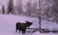 A moose looking for food in the snow