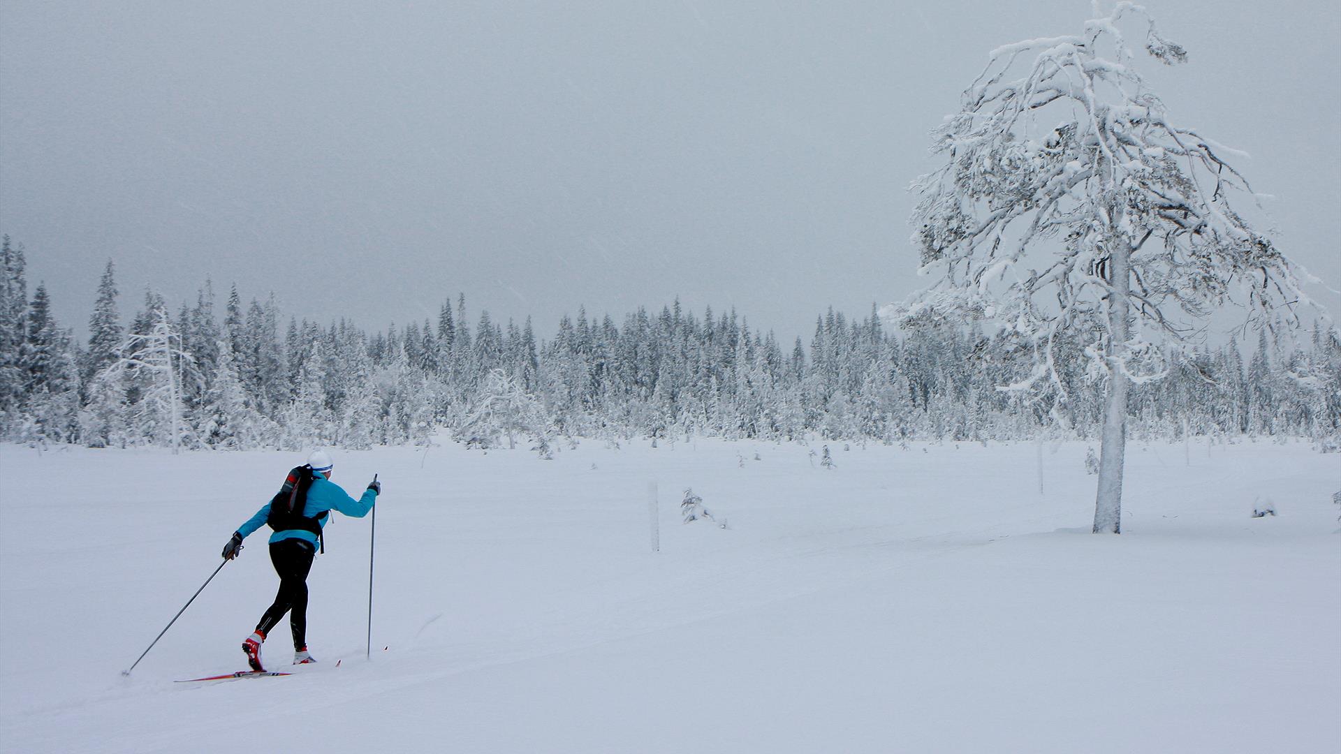 Cross country skier in winter wonderland