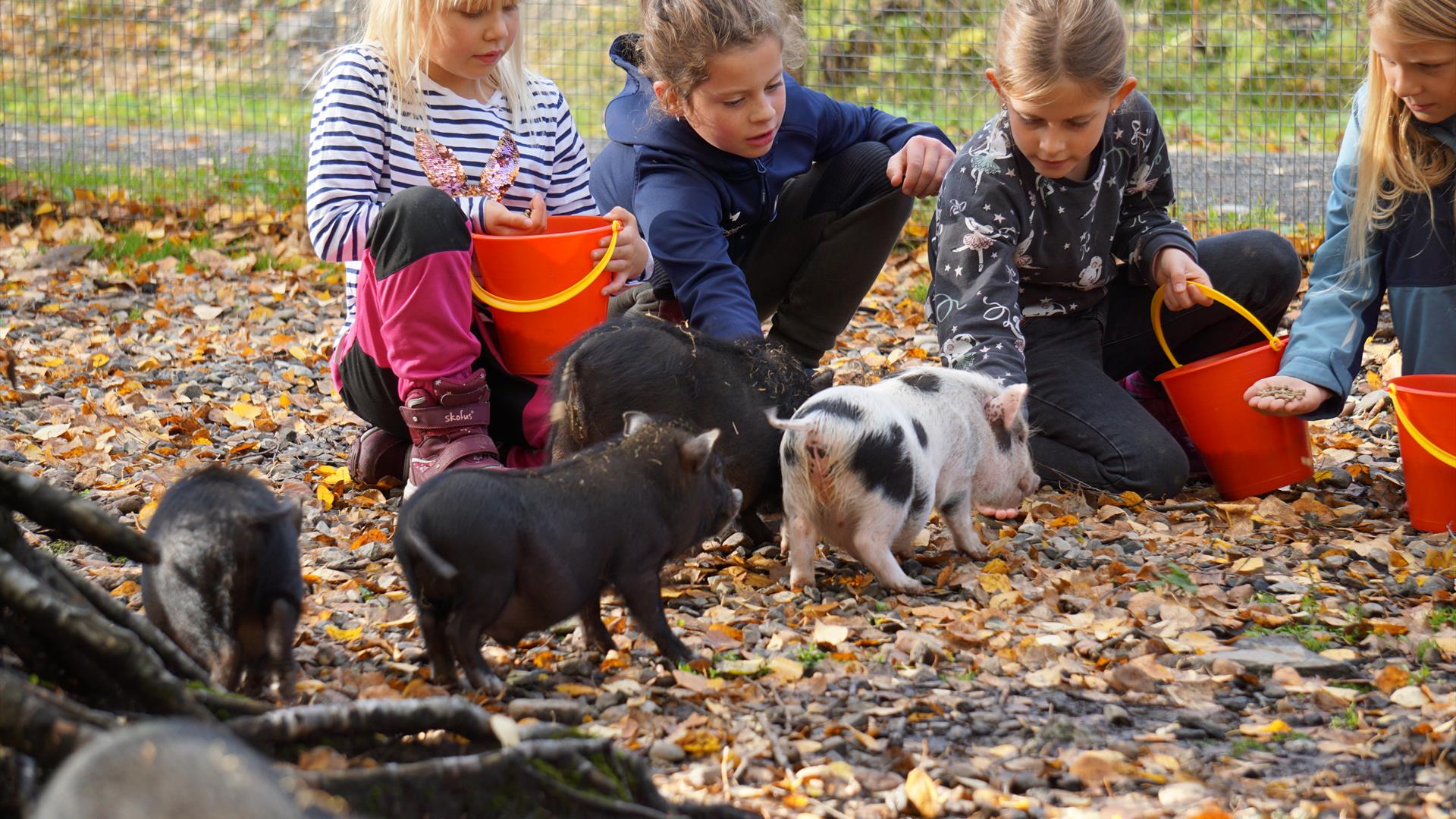 Mating av minigris på Barnas Gård Hunderfossen
