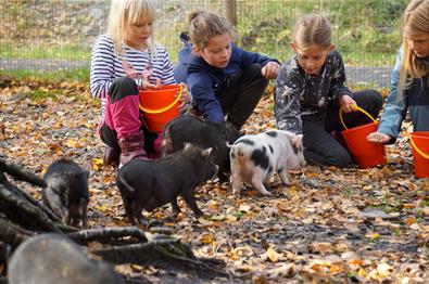 Høstferie på Barnas Gård Hunderfossen
