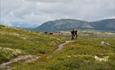 7 Mountainbiker radeln einen Weg in den Venabygdsfjellet-Bergen hinauf.