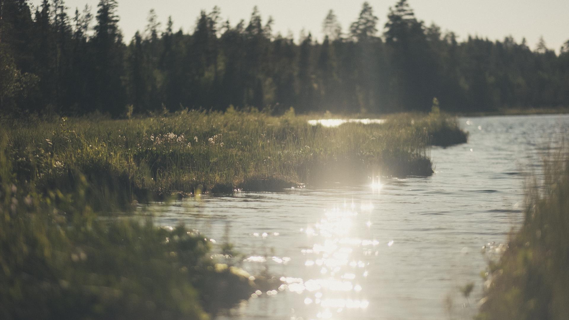 Sollys over stille vann omgitt av skog. Sollys over stille vann omgitt av skog.