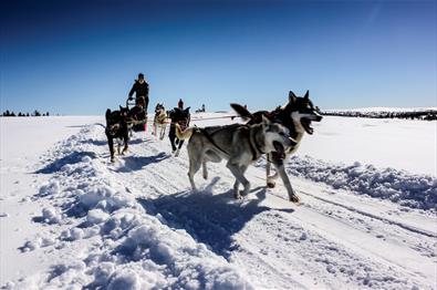 Hundekjøring jul- og nyttår | Sjusjøen Husky Tours