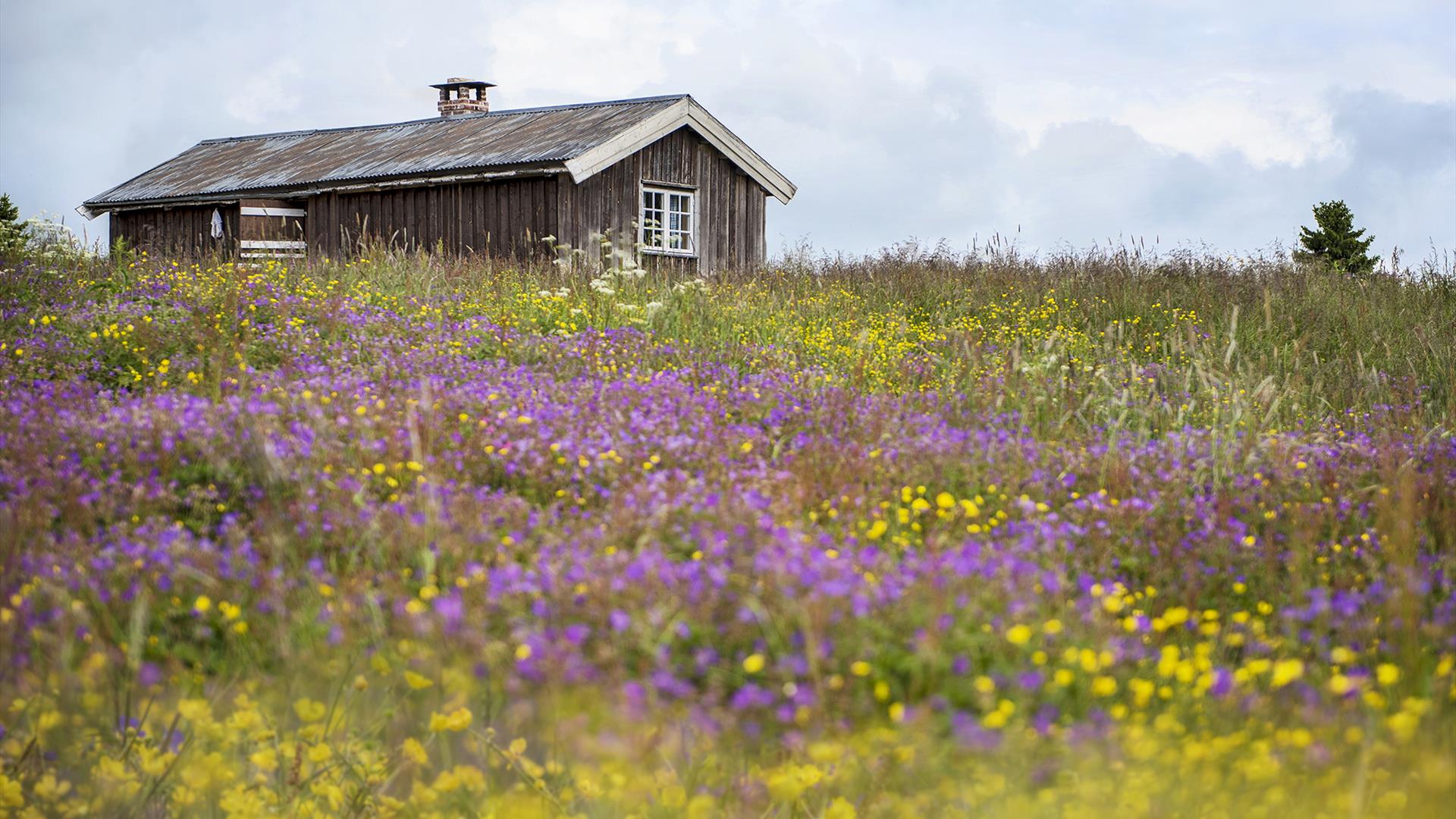 The summer farm of Lykkjesetra and its flower meadow. Venabu Fjellhotell