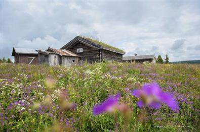 Traditional summer farm buildings in a flower meadow. Venabu Fjellhotell