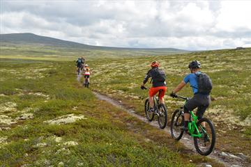 5 mountainbikers cycle along a path on the Venabygdsfjellet.
