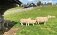 Sheeps on the Storstilen mountain farm