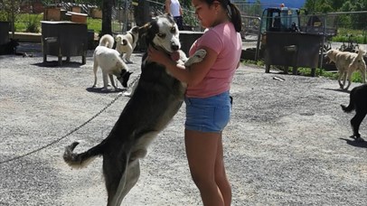Girl saying hello to one of the dogs