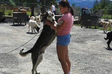 Girl saying hello to one of the dogs