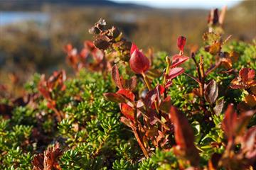 heather in autumn colors