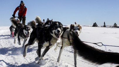 Dog sledding with Sjusjøen Husky Tours