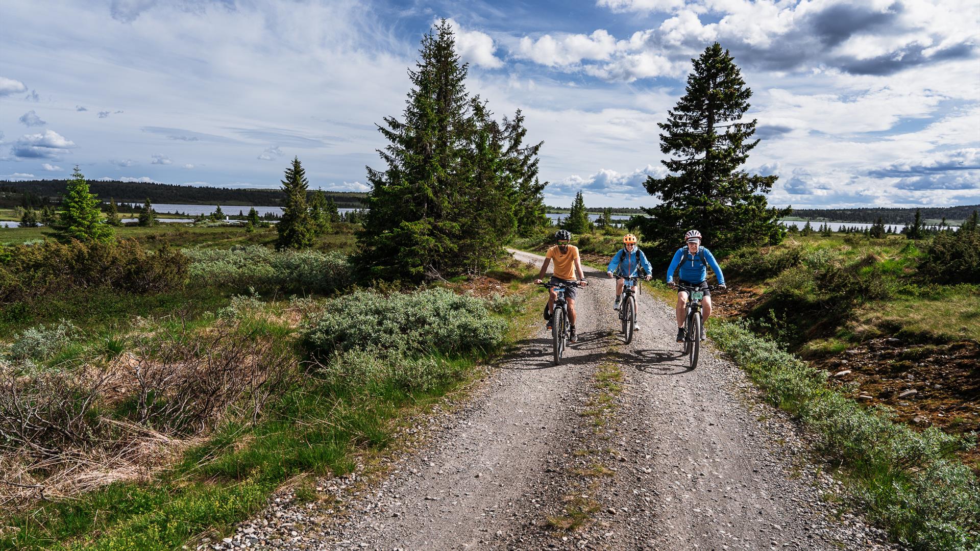 Three cyclists riding towards the camera on a gravel road through spruce forest, with a lake visible in the background. Three cyclists riding towards the camera on a gravel road through spruce forest, with a lake visible in the background.