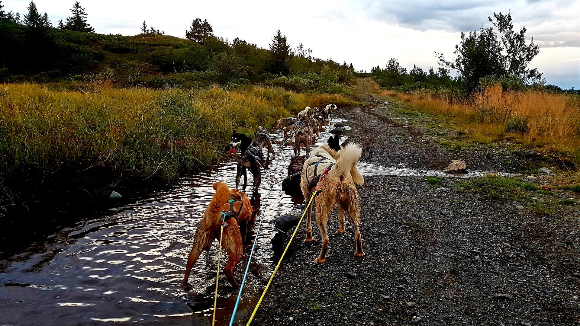Hundekjøring Hornsjø vann