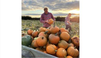 Image of man with pumpkins