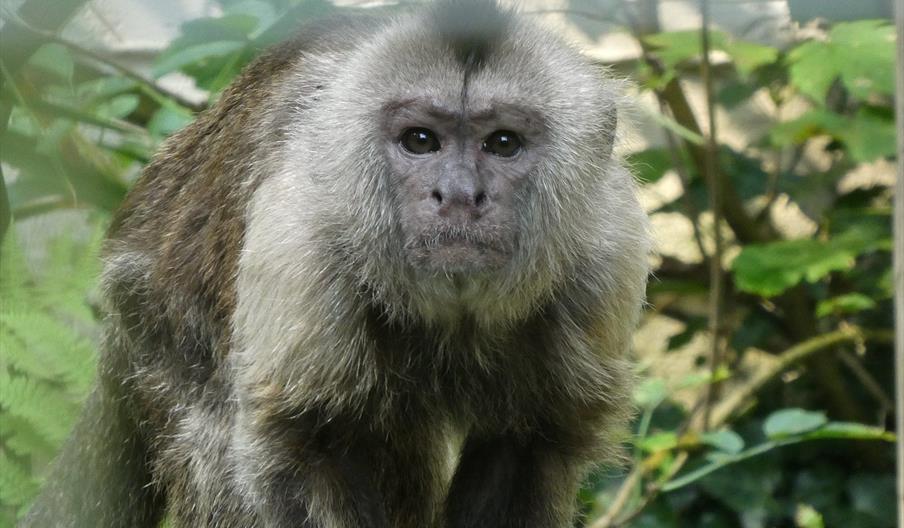 Monkey Sanctuary Zoo in Looe, Looe Looe
