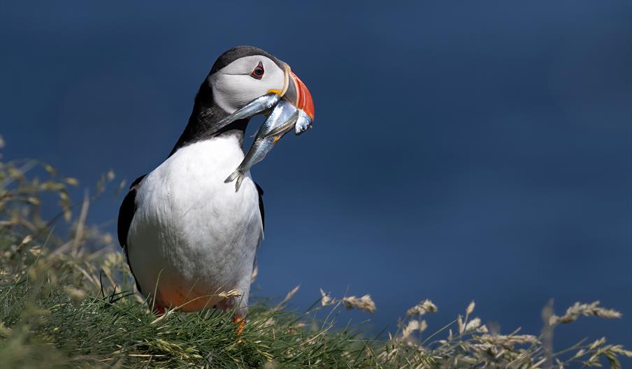 Wildlife of Our Coast & Estuaries by Adrian Langdon, Photographer