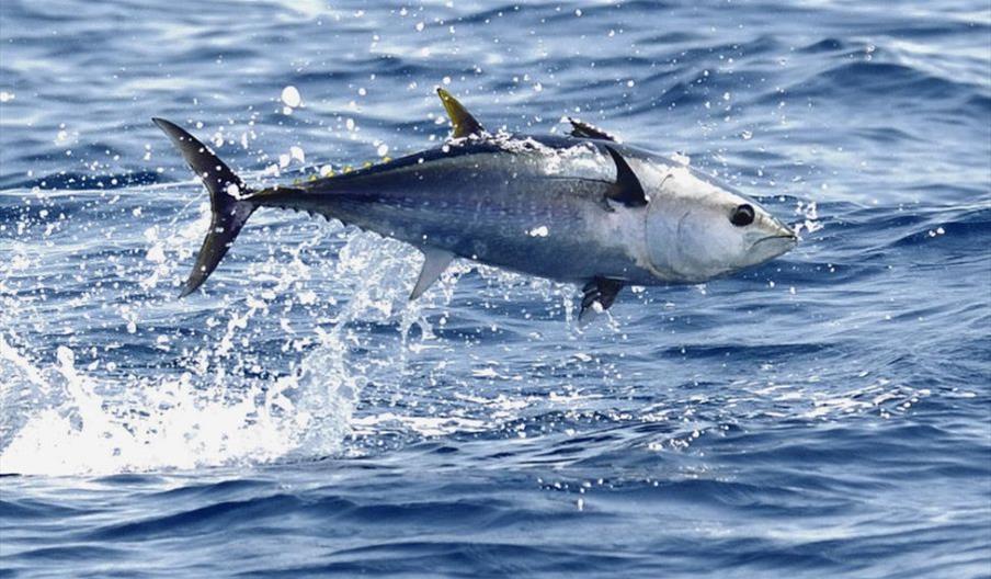 Image of tuna