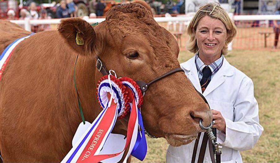 Picture of Cow with handler