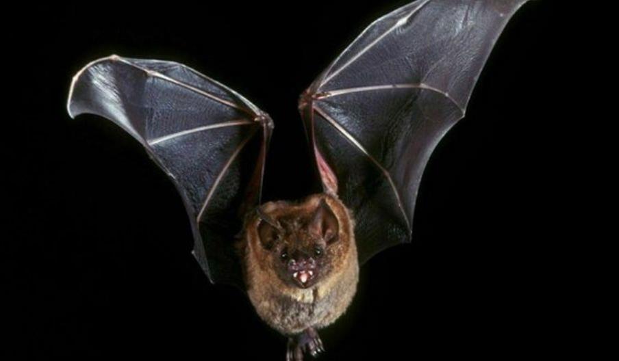 Image of Bat