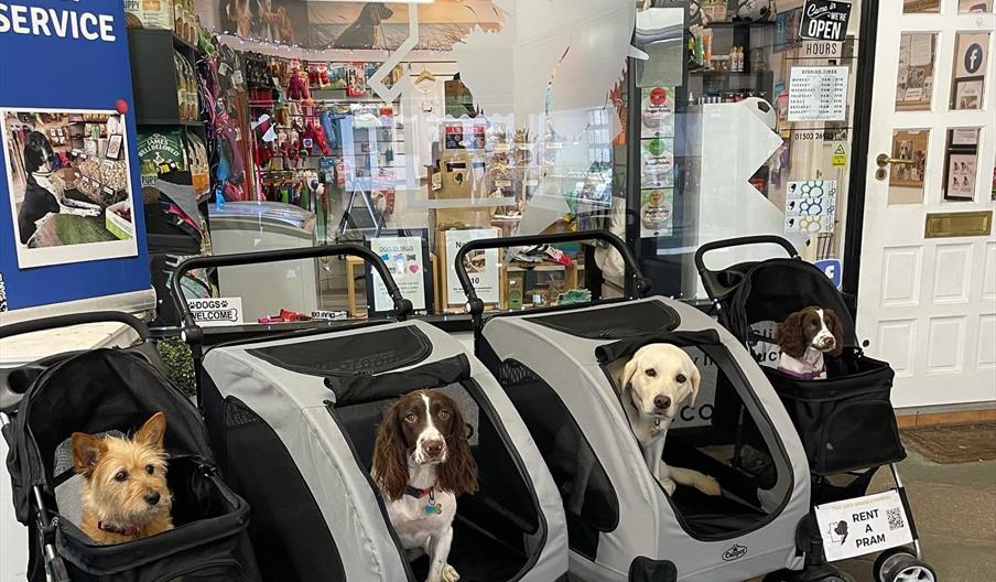 Dogs in Pram