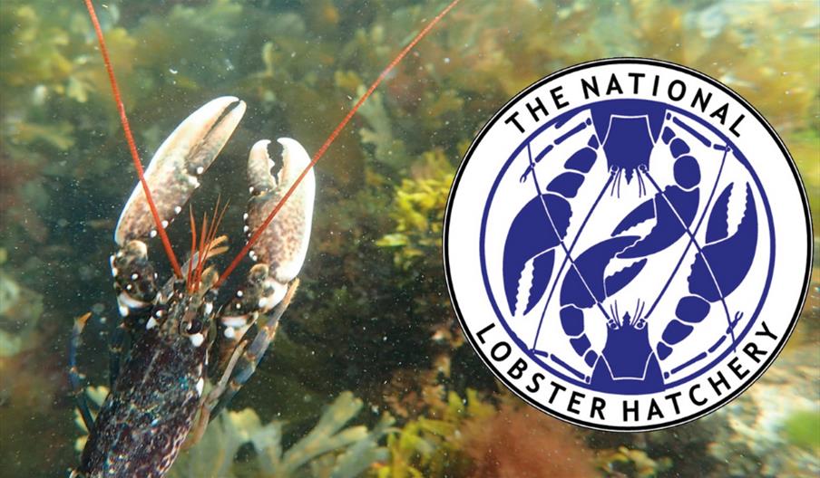 The National Lobster Hatchery Visitor Centre in Padstow, Padstow Looe
