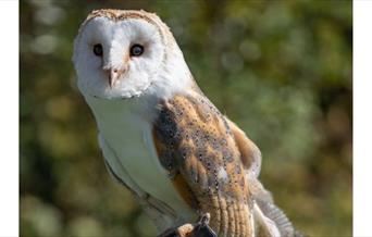 Barn owl