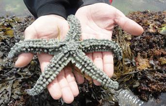 A spiny starfish found in a rock pool