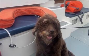 Dog taking a trip on the ferry