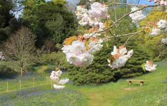 Glendurgan Garden - Cherry Blossoms in flower