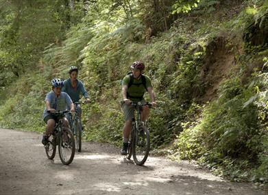 Cardinham online woods mtb